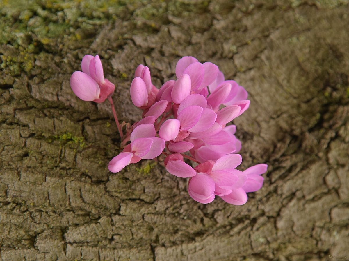 Blumen am Fuß eines Baumes