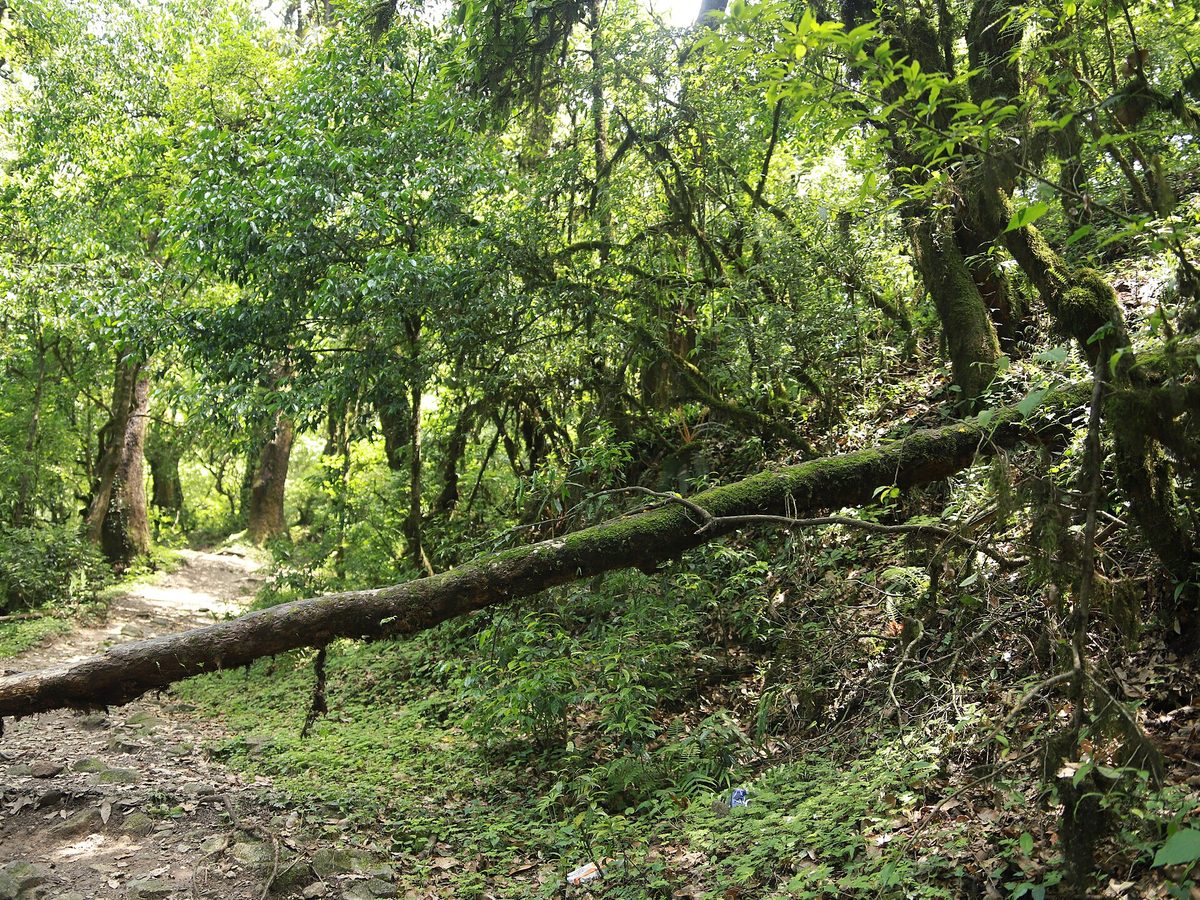 Baumstamm im Wald