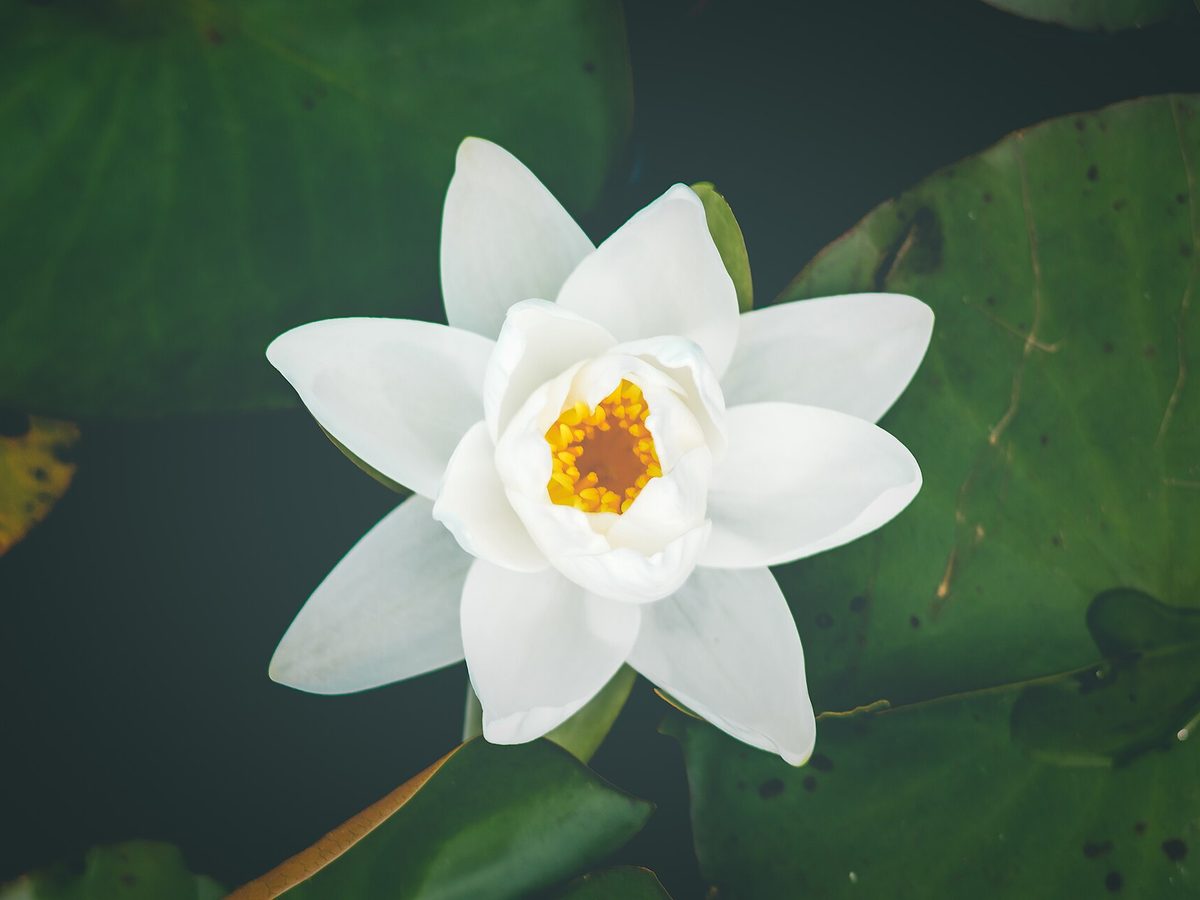 Kranz und Blumen zur Trauerfeier