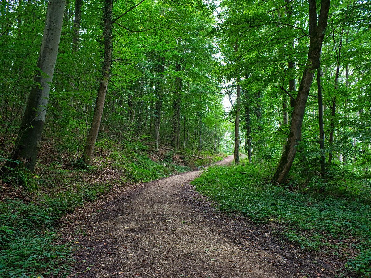 Blumen im Wald