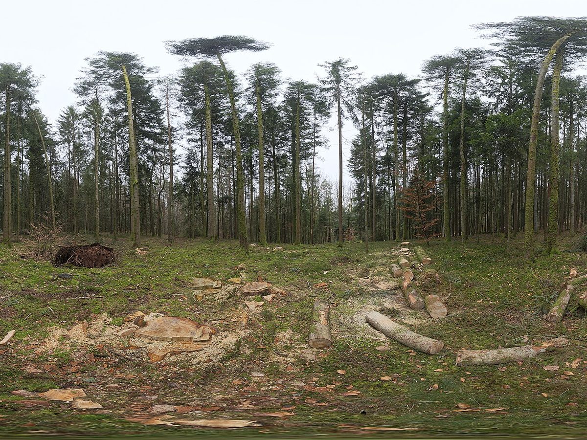 Lichtung im Wald