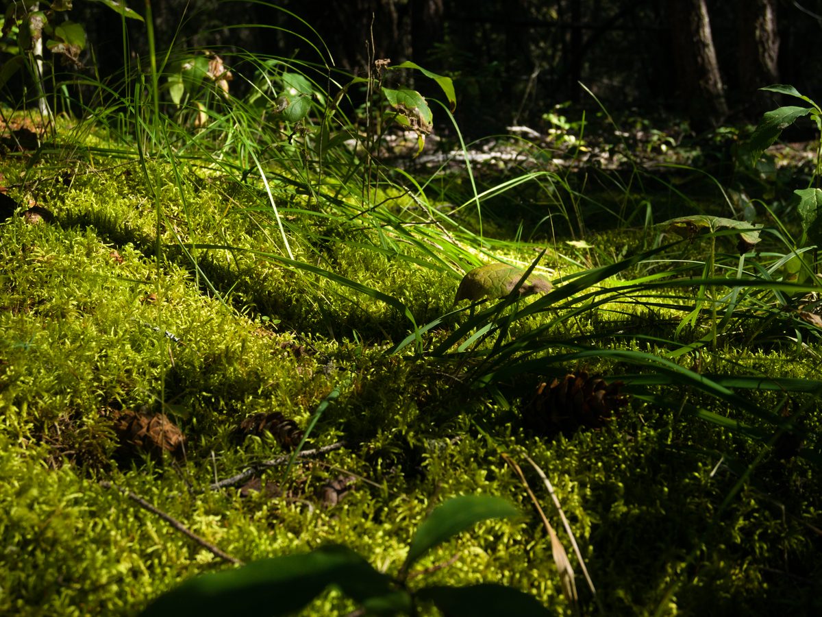 Moosbedeckter Waldboden